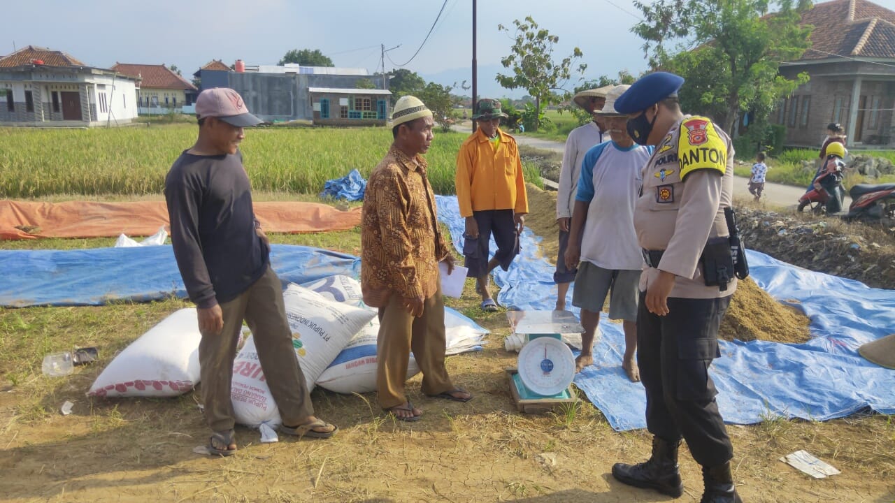Brimob Jabar Melaksanakan Patroli Ketahanan Pangan Di Petani Padi
