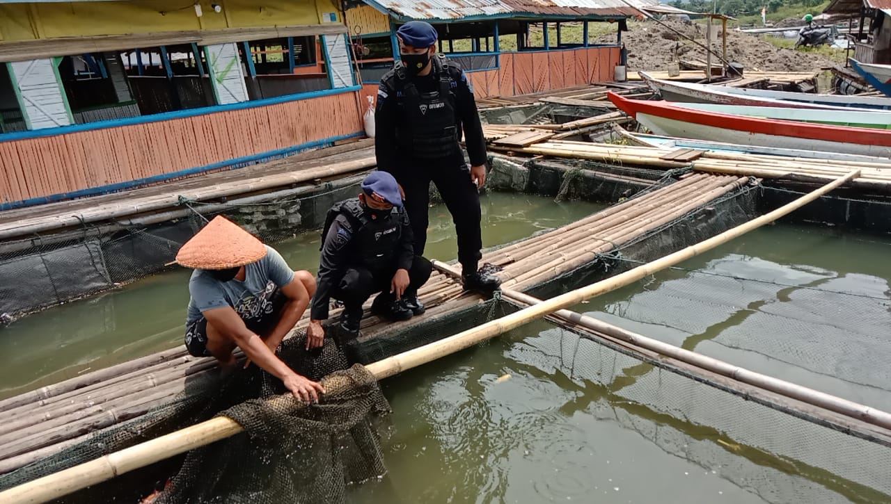 Tingkatkan Ketahanan Pangan, Brimob Jabar Bersama Warga Desa Tangguh Budidaya Ikan Air Tawar