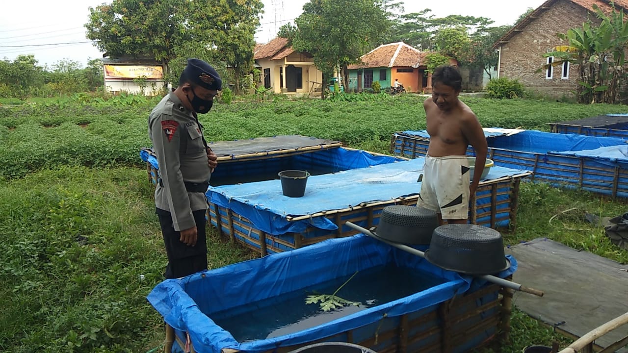 Wujudkan Ketahanan Pangan, Sat Brimob Jabar Bina Dan Edukasi Warga Peternak Ikan Lele