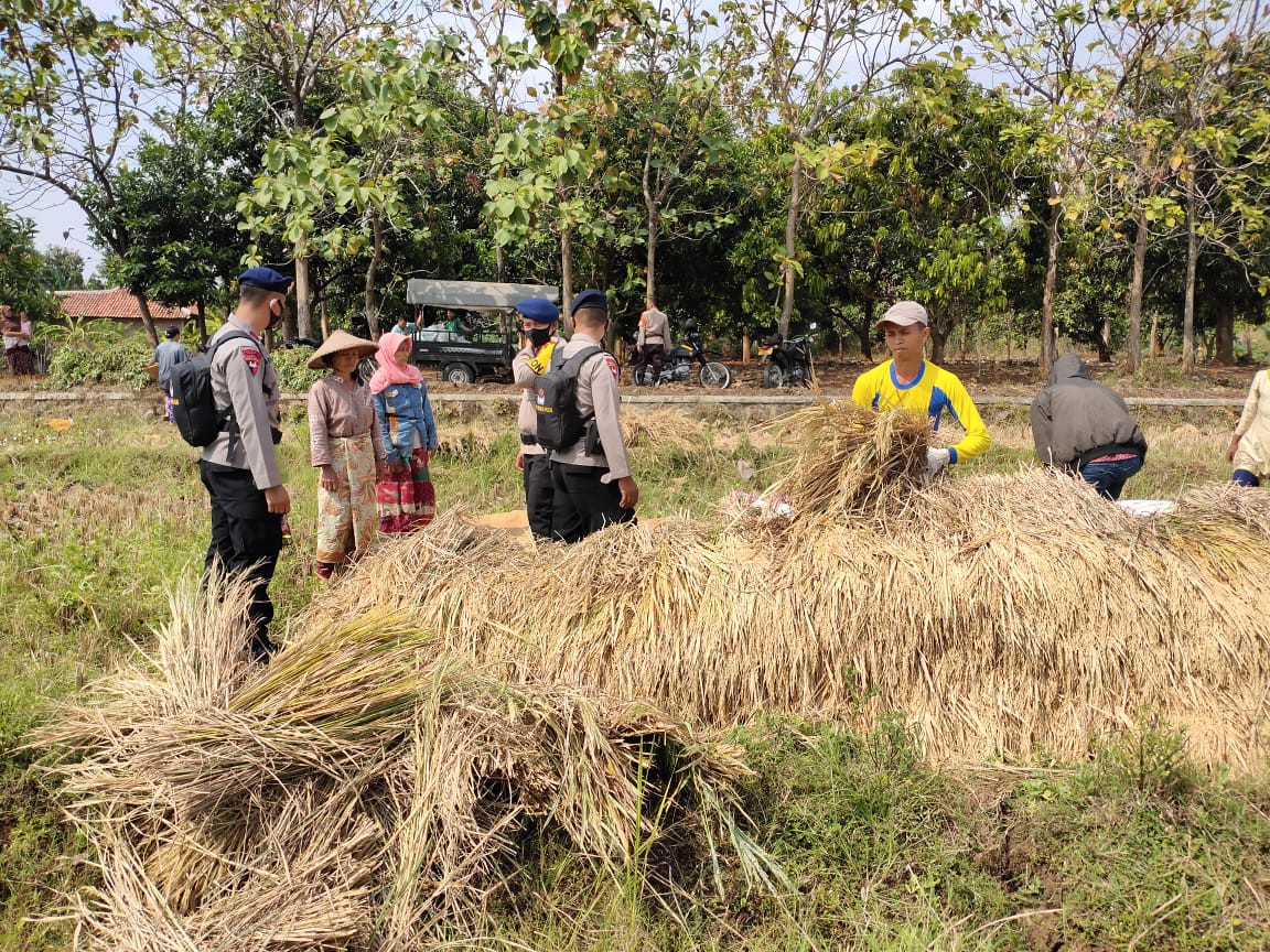 Kunjungi Petani Saat Panen, Personil Brimob Polda Cek Program Ketahanan Pangan Nasional