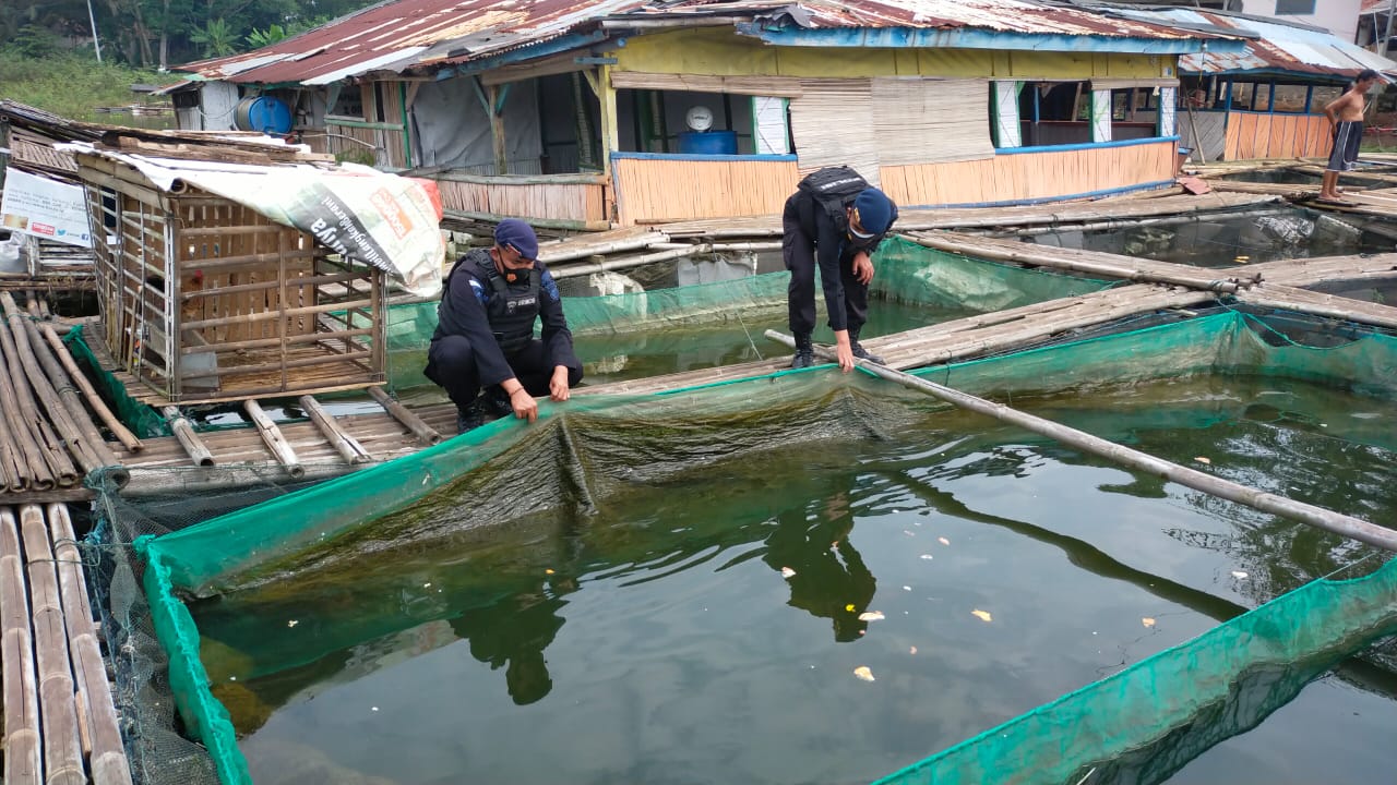 Tingkatkan Ketahanan Pangan, Brimob Jabar Bersama Masyarakat Lembur Siaga  Budidaya Ikan Air Tawar