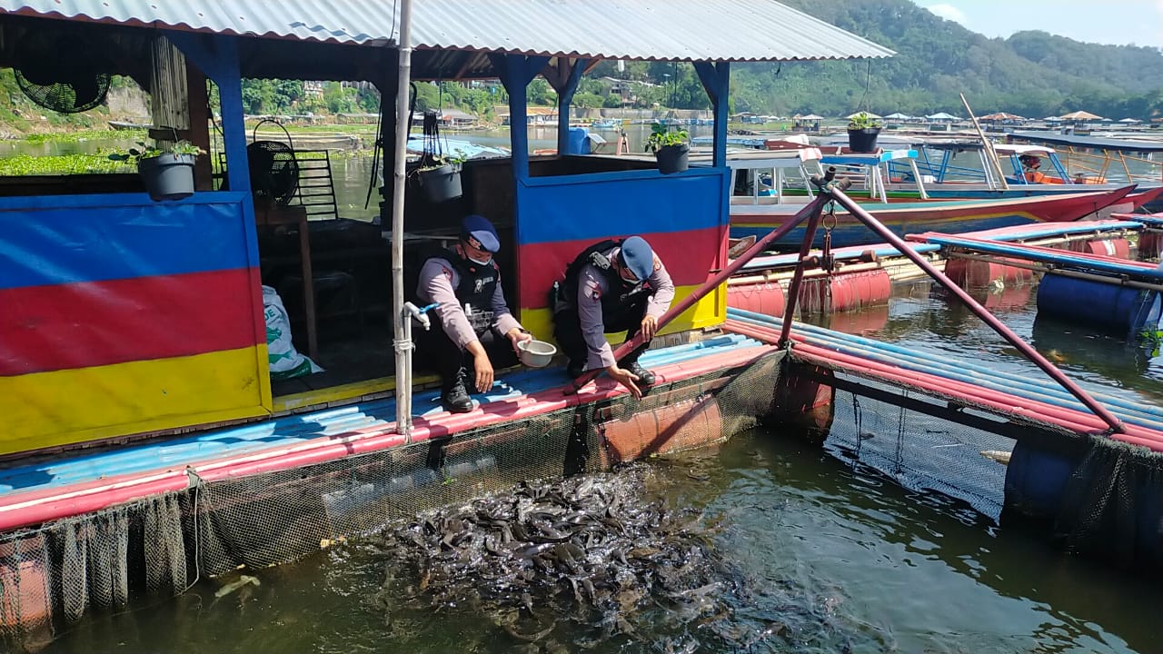 Brimob Jabar Dan Warga Kampung Jangari Budidaya Ikan Air Tawar Jaga Ketahanan Pangan