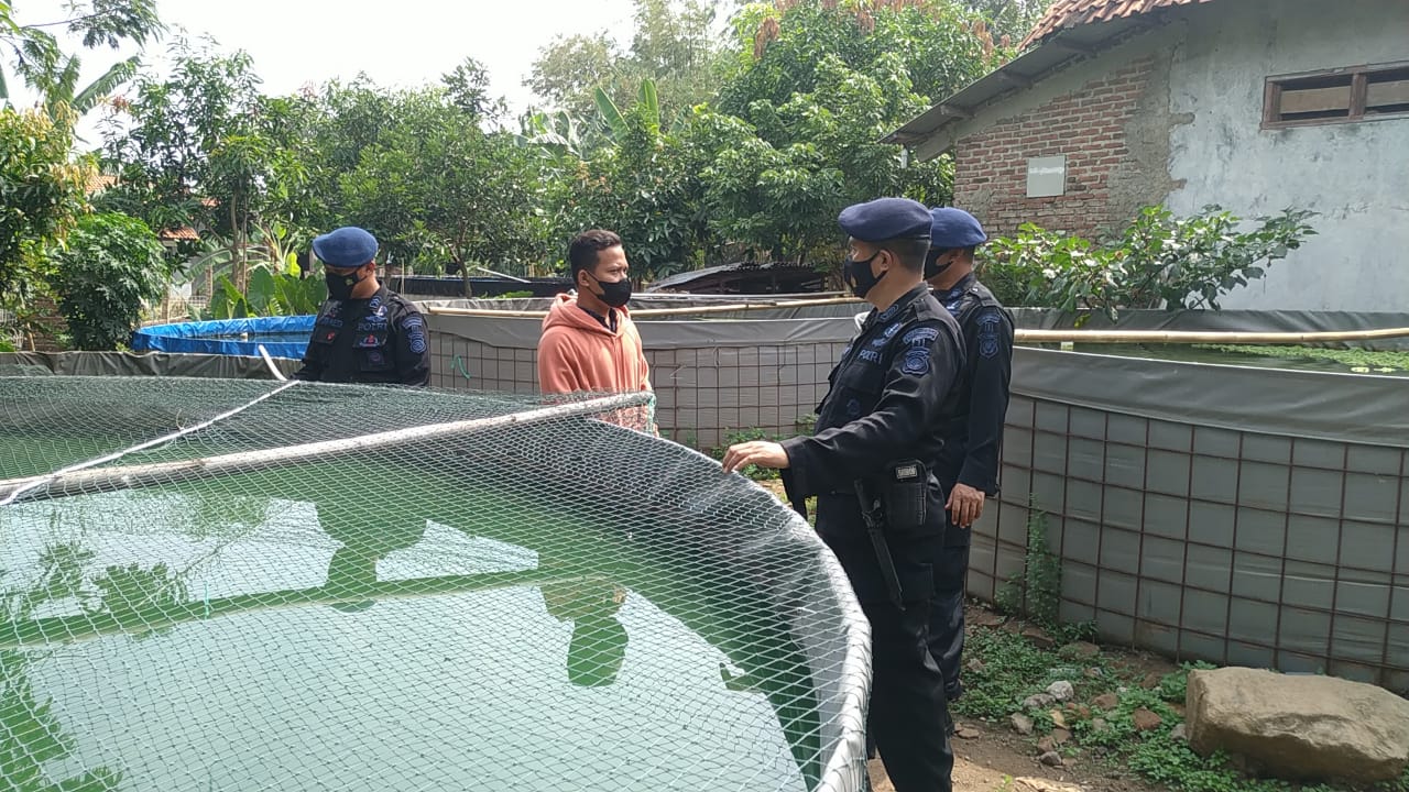 Personil Kompi 1 Batalyon C Pelopor Brimob Jabar Kunjungi Tempat Pembesaran Bibit Ikan Lele Di Desa Binaan
