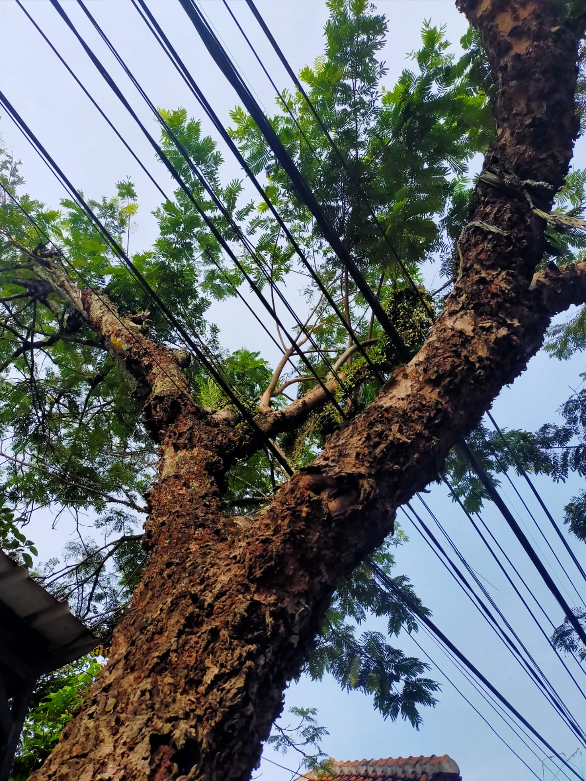 PLN dan PUBLIK
