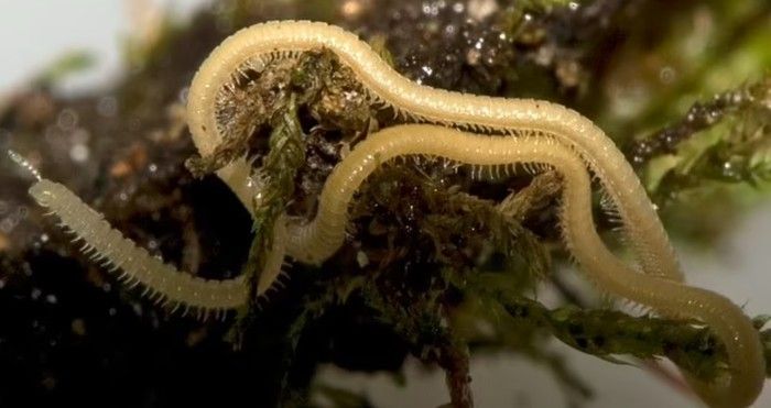 Wow! Telah Ditemukan Hewan dengan Jumlah Kaki yang Lebih dari 1000!