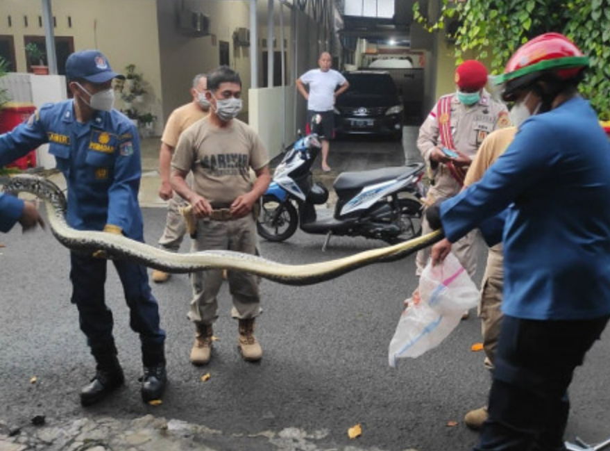 Seekor Ular Sanca Sepanjang 2 Meter Berhasi Dievakuasi dari Rumah Warga di Pasar Minggu Jakarta