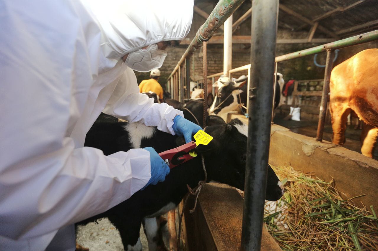 Pemkot Bandung Lanjutkan Vaksinasi Hewan Ternak