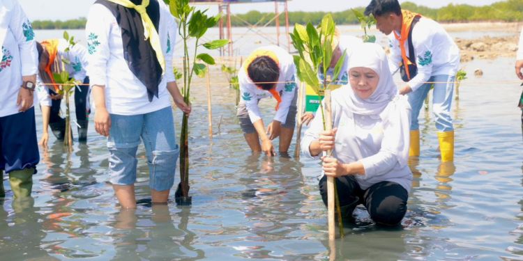 22.500 Bibit Mangrove Ditanam Pada Festival Mangrove Ke-VI Jatim di Sumenep