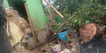 Pohon Besar Menimpa Rumah di Kecamatan Simpenan Sukabumi, Satu Orang Terluka