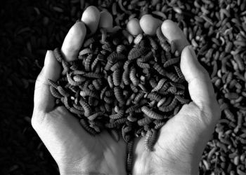 Perjuangan Tiada Henti, Pemkot Bandung Terus Beri Edukasi Masyarakat Soal Sampah Dengan Maggotisasi