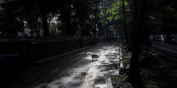 Forest Walk Babakan Siliwangi, Menikmati Suasana Segar Hutan di Jantung Kota Bandung