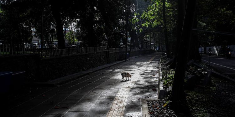 Forest Walk Babakan Siliwangi, Menikmati Suasana Segar Hutan di Jantung Kota Bandung