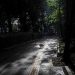 Forest Walk Babakan Siliwangi, Menikmati Suasana Segar Hutan di Jantung Kota Bandung