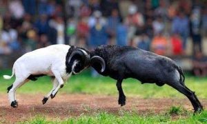 Menyusuri Jejak Arena Adu Domba di Hutan Kota Babakan Siliwangi