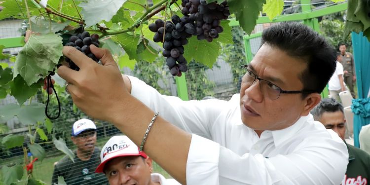 Bupati Bandung Panen Perdana Buah Anggur di HUT ke-79 Kemerdekaan