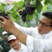 Bupati Bandung Panen Perdana Buah Anggur di HUT ke-79 Kemerdekaan