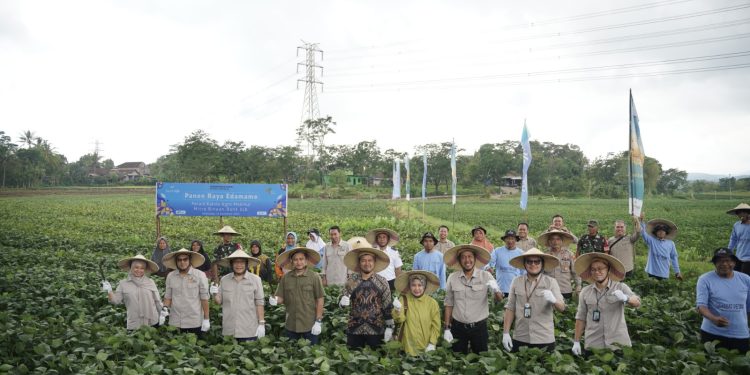Pendanaan Inovatif bank bjb Sukseskan Panen Raya Edamame Petani PT Kelola Agro Makmur