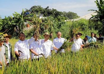 Toni Wijaya Apresiasi Upaya Ketahanan Pangan di Kota Bandung melalui Panen Padi Raya Serentak