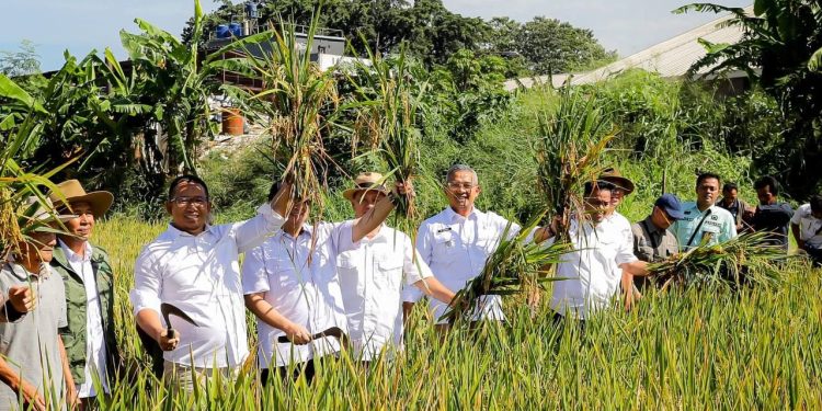 Toni Wijaya Apresiasi Upaya Ketahanan Pangan di Kota Bandung melalui Panen Padi Raya Serentak