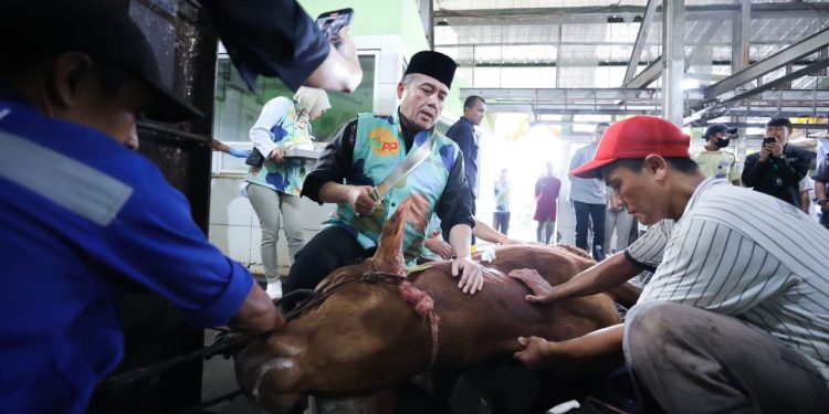 Erwin Sembelih Sapi Kurban dari Presiden RI dan Wali Kota Bandung