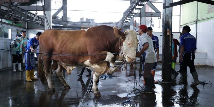 Pemotongan Kurban Lancar dan Sehat, Kesadaran Masyarakat Meningkat