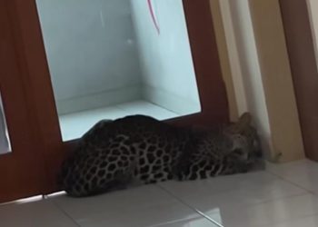 Tim Gabungan Berhasil Evakuasi Macan Tutul Liar Masuk Hotel di Bandung