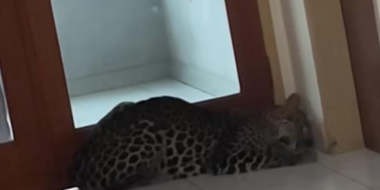 Tim Gabungan Berhasil Evakuasi Macan Tutul Liar Masuk Hotel di Bandung