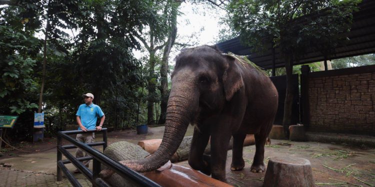 Lebih dari Wisata, Kebun Binatang Bandung Simbol Budaya Jawa Barat