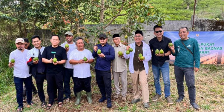 BAZNAS Jabar Dampingi Petani Cianjur, Alpukat yang Ditanam Lima Tahun Mulai Dipanen